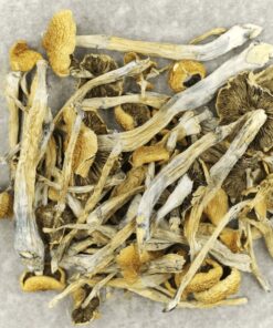 Trinity Magic Mushroom